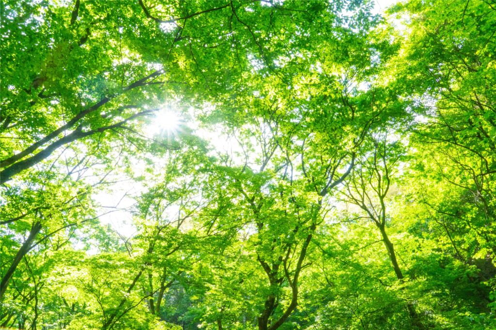 光の差す新緑の森
